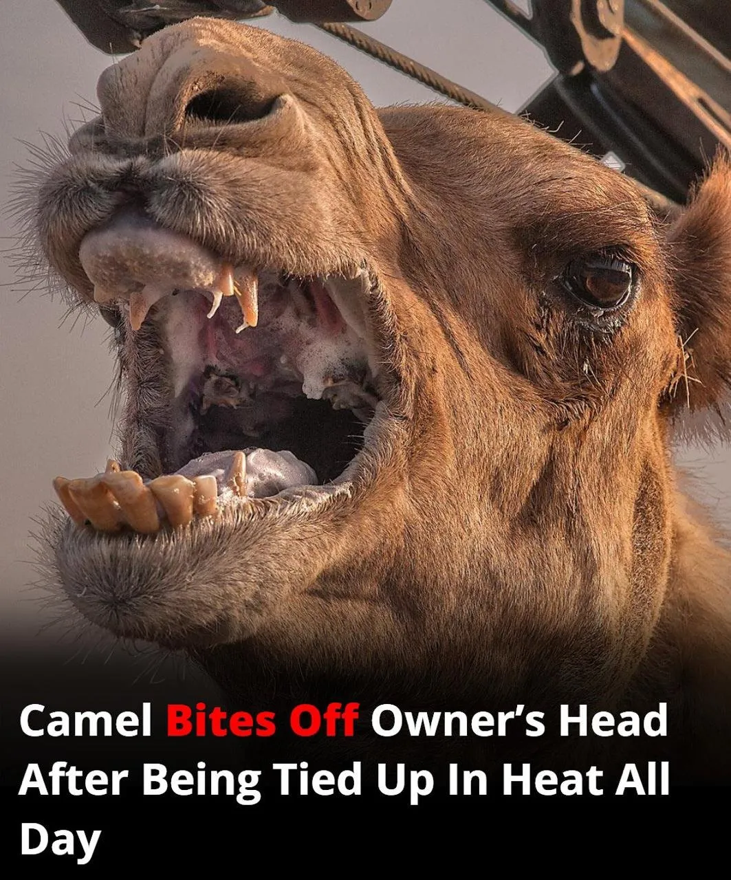 Neglected camel kills owner after hours tied in scorching heat.